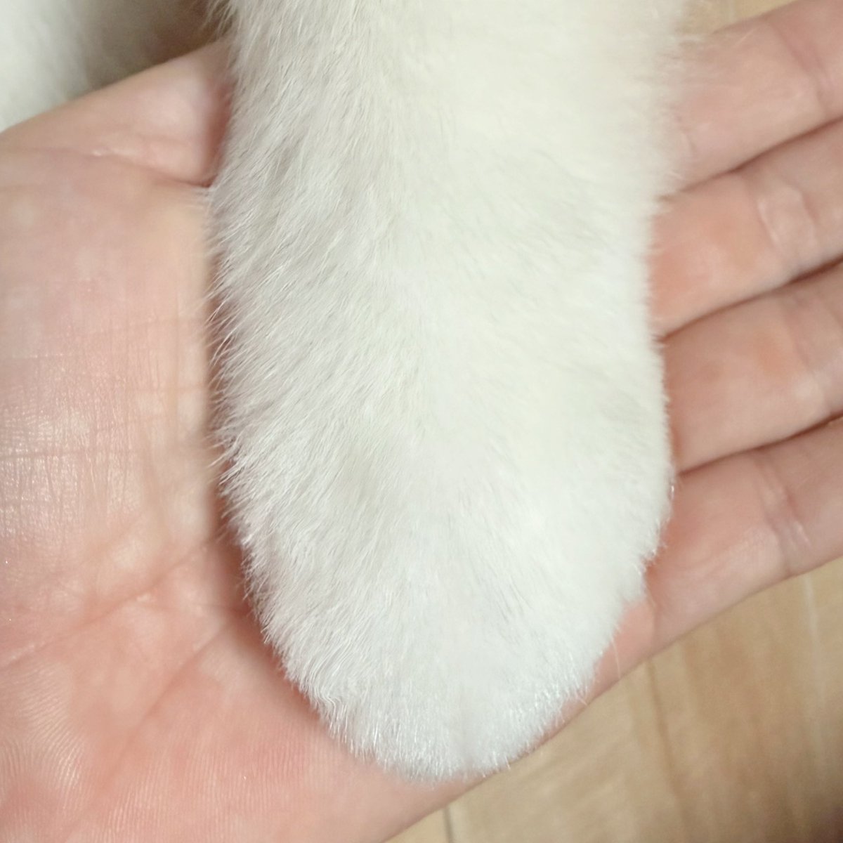 chikuwa78107742's tweet photo. 【定期】

今月のトリミングしたてのおててでございます。ご堪能ください。 https://t.co/YUfQqmetcQ
