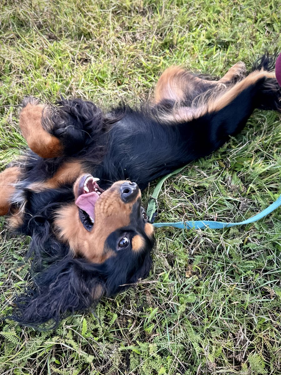 cryptorrocus's tweet photo. No one can resist this little cutie. 🐶 And yet, he ended up in an animal shelter.
@clickdeepreals @nodlenetwork
#clickdeepreals #animals #contest #keepitreal
https://t.co/SFv6A8bUpl
https://t.co/Bl9KN9Kv49
🧵1⃣👇 https://t.co/aRXPo7Q00Z