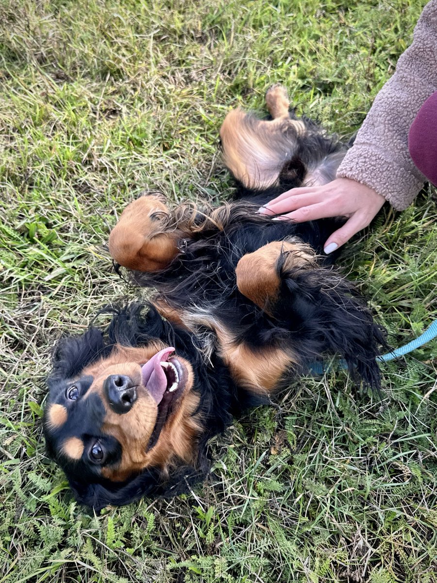 cryptorrocus's tweet photo. No one can resist this little cutie. 🐶 And yet, he ended up in an animal shelter.
@clickdeepreals @nodlenetwork
#clickdeepreals #animals #contest #keepitreal
https://t.co/SFv6A8bUpl
https://t.co/Bl9KN9Kv49
🧵1⃣👇 https://t.co/aRXPo7Q00Z