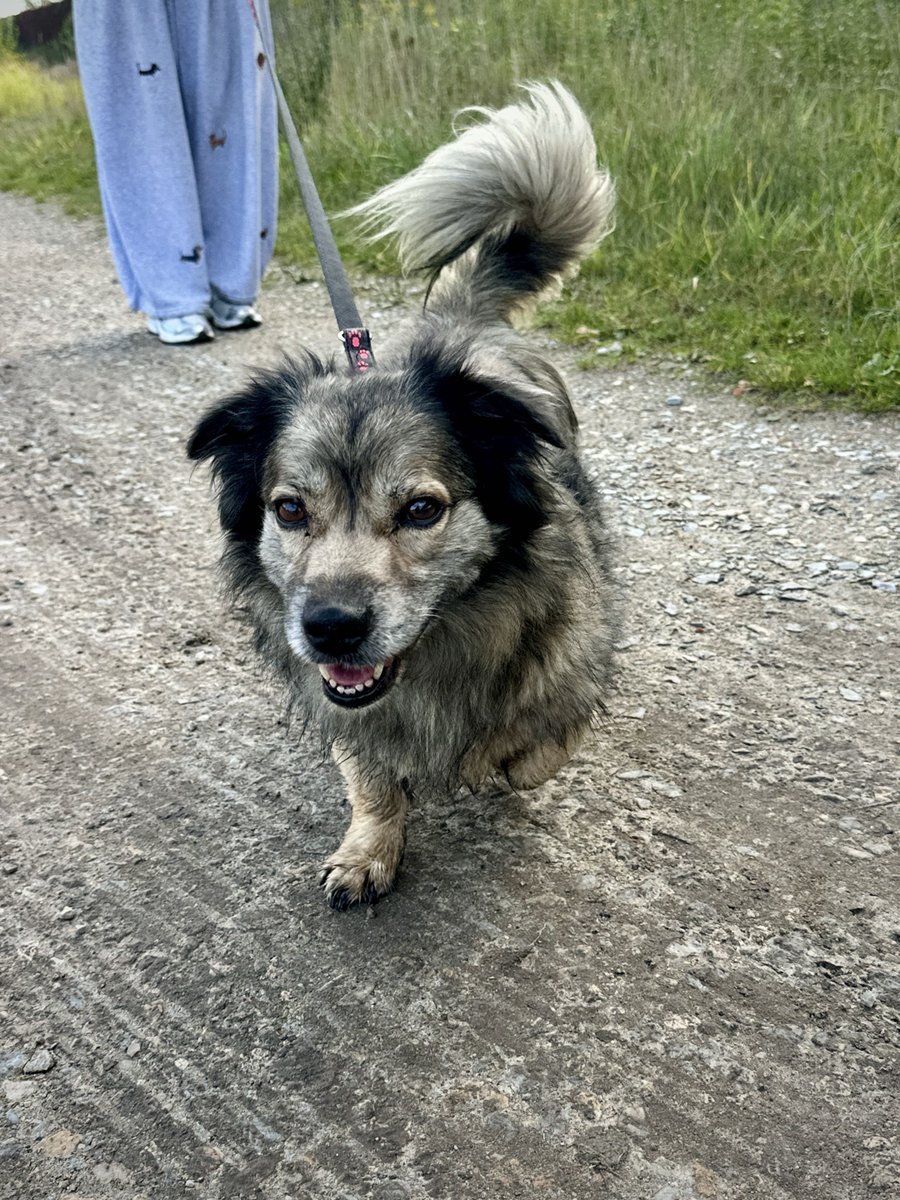 cryptorrocus's tweet photo. Here is Shaggy. The name speaks for itself. A joyful little dog.
@clickdeepreals @nodlenetwork
#clickdeepreals #animals #contest #keepitreal
https://t.co/eNTMTBE3p2
https://t.co/UAVaRX1GEJ
🧵4⃣👇 https://t.co/RcMDUXCCcm
