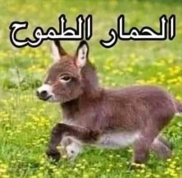 maswener's tweet photo. @uae_parza https://t.co/mIgrZdQweA