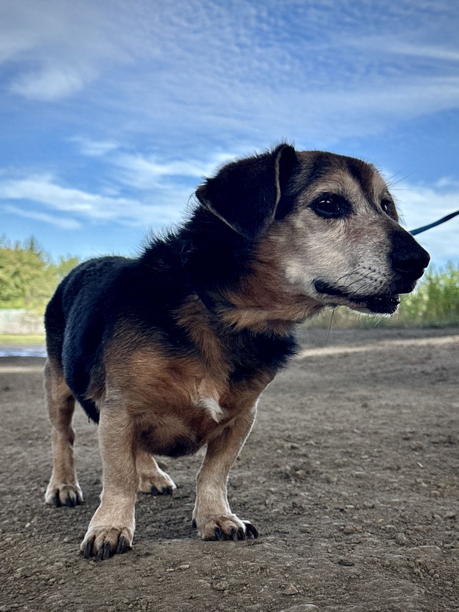 cryptorrocus's tweet photo. Bubble is a small dog with a gentle temperament.
@clickdeepreals @nodlenetwork
#clickdeepreals #animals #contest #keepitreal
https://t.co/8YGvpUYu53
https://t.co/UhzoqnrdMF
🧵2⃣👇 https://t.co/FUTocyJAuk