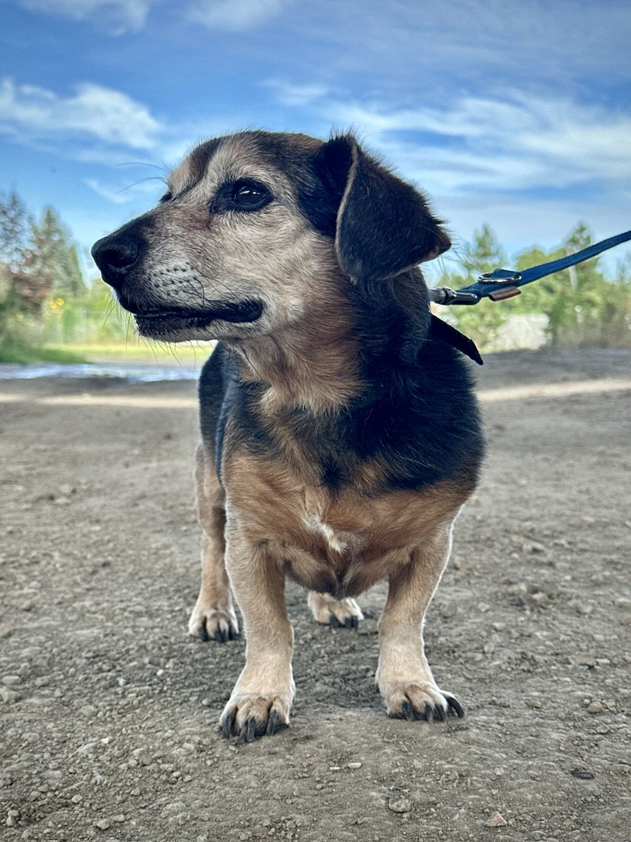 cryptorrocus's tweet photo. Bubble is a small dog with a gentle temperament.
@clickdeepreals @nodlenetwork
#clickdeepreals #animals #contest #keepitreal
https://t.co/8YGvpUYu53
https://t.co/UhzoqnrdMF
🧵2⃣👇 https://t.co/FUTocyJAuk