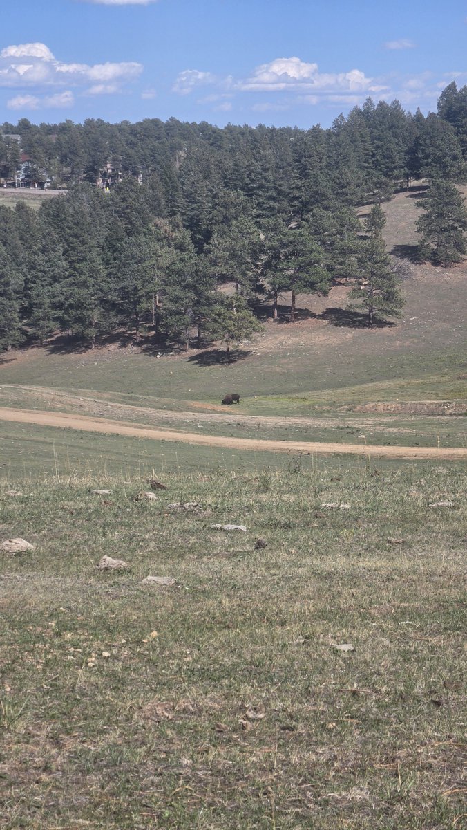 Cute_Idiot's tweet photo. Omg!! Got to see a Bison in the wild right up close today! He was initially super far away nomming on grass and then he eventually made his way over near the parking lot! So cool!!! He was so cute 🥹🩷 https://t.co/AMRj5GUIoe