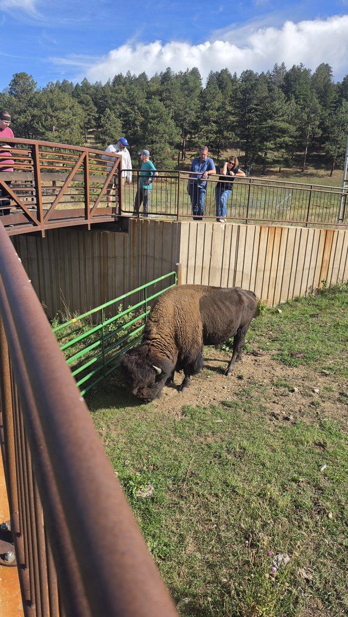 Cute_Idiot's tweet photo. Omg!! Got to see a Bison in the wild right up close today! He was initially super far away nomming on grass and then he eventually made his way over near the parking lot! So cool!!! He was so cute 🥹🩷 https://t.co/AMRj5GUIoe