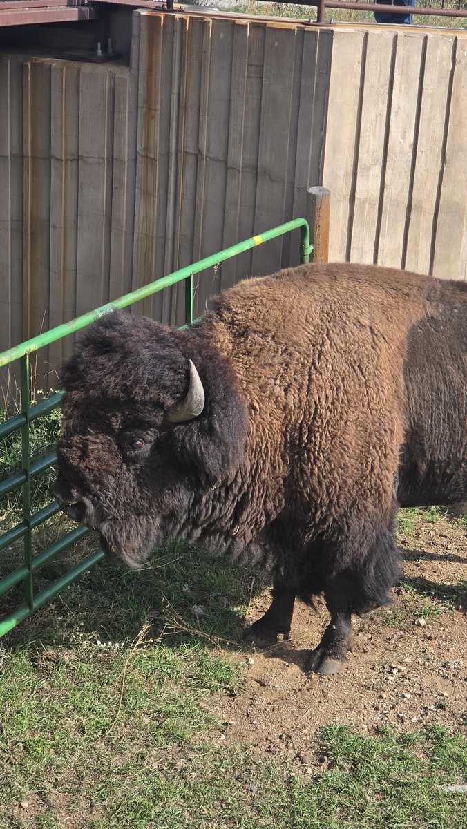 Cute_Idiot's tweet photo. Omg!! Got to see a Bison in the wild right up close today! He was initially super far away nomming on grass and then he eventually made his way over near the parking lot! So cool!!! He was so cute 🥹🩷 https://t.co/AMRj5GUIoe