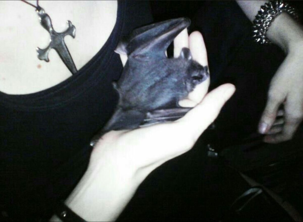 VAMP0REX1C's tweet photo. #moothunt  + #promotwt 
─── ･ ☆: *. 🦇 .* : ☆ ･ ───
             
         ࣪ ˖he ノ him.     8teen ᵎᵎ
            ⸝⸝basic dni &amp; -14'*
         *¨sw: 49kg ugw: 40kg𓈒 ༘
           ifb , ♡ / ↻ to be moots

#edrtwt #shedrtwt #ricecaketwt #anatwt #venttwt https://t.co/BfpMIss7ey