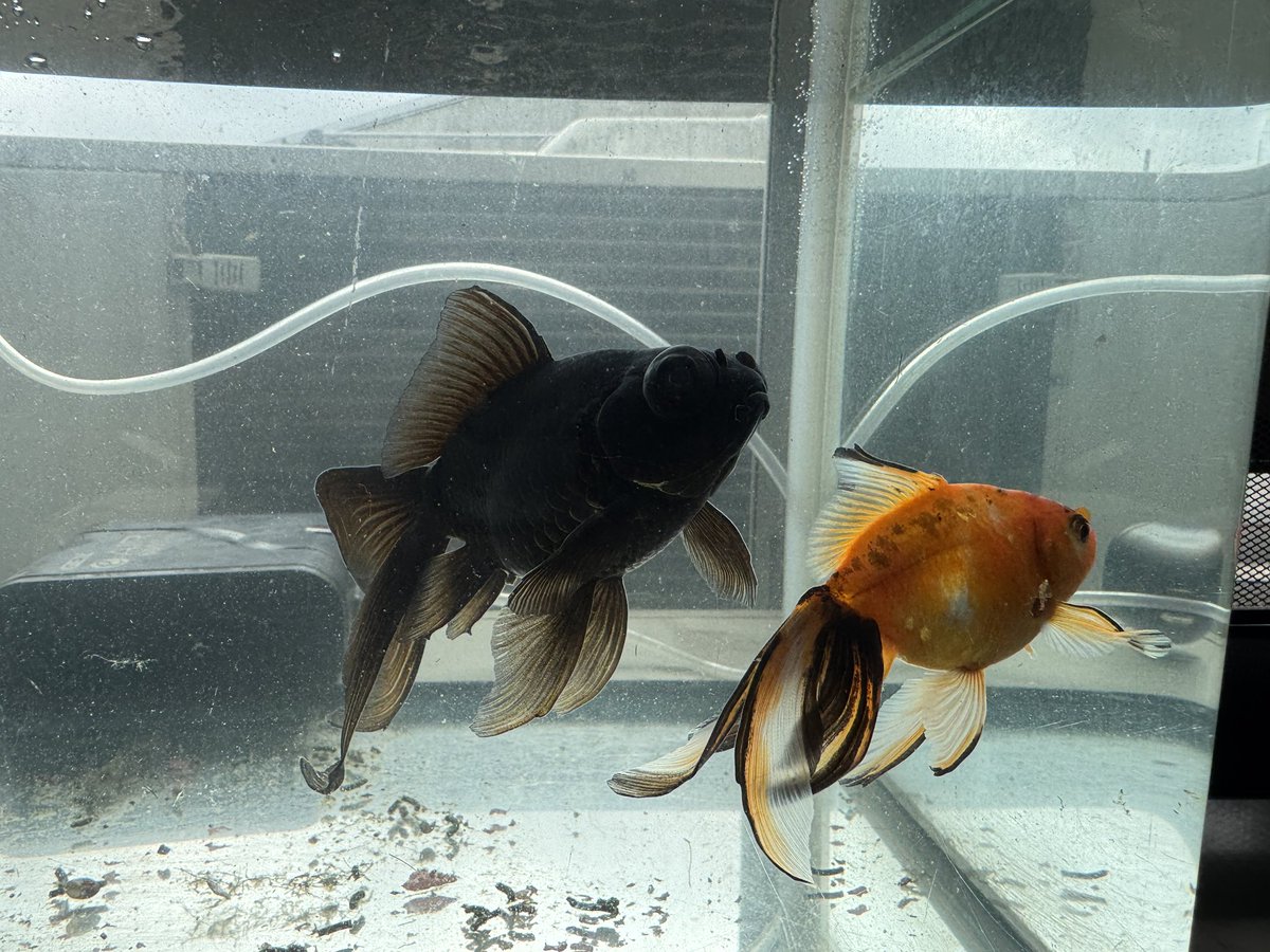 miyakoonodera's tweet photo. 金魚
事務所へ
猫たちは静観モード
「大煙突日乗 」 〜今朝の煙突の見える風景〜 #煙突 #宮古市 #smokestack #japan #tohoku #iwate #miyako https://t.co/iB3vb31NKx