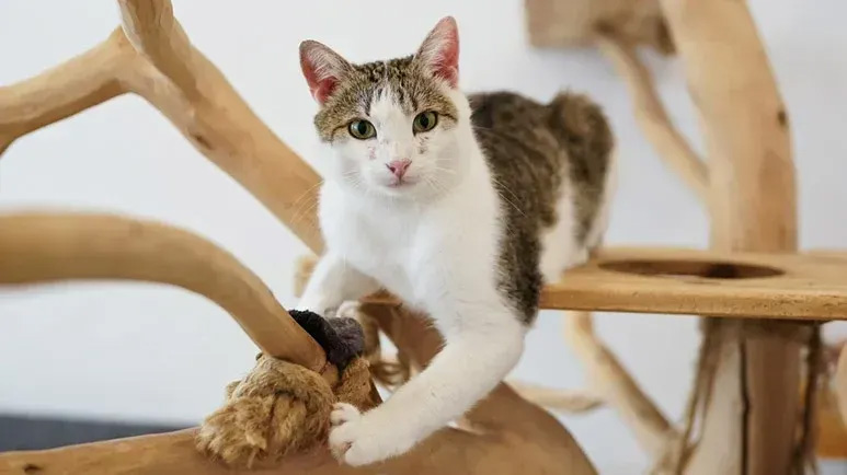 animalkeepersd's tweet photo. 6 Creative Ways to Transform Your Cat Into an Indoor Athlete
https://t.co/4lTAsrp7ym
#pettips #dogtips #cattips #blog #petblog #dogblog #catblog #pethealth #doghealth #cathealth #petadvice #dogadvice #catadvice #petcare #dogcare #catcare https://t.co/AnbiHEN2yO