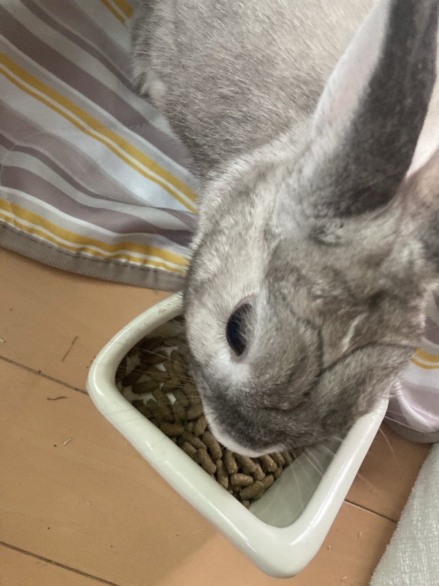 sekine460's tweet photo. おはようございます🐰
ペレットは大好き
雨は降り続くけど警報は解除されたので一安心。
佐世保や武雄はまだ警報出てるのでご安全に。
#ウサギ
#うさぎ
#天気予報 https://t.co/kMPB0wTB5w