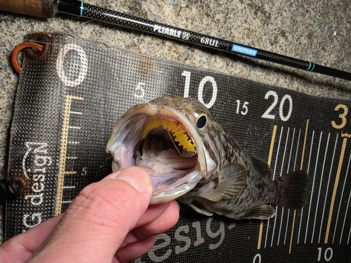 ozaki_garyu's tweet photo. 令和8年9月26日
クロソイ1、メバル6
新発売のリブリーにて!ドシャローに魚入ってるな
なみすけさん、太郎さん、ポン太さんお疲れ様でした
久しぶりの相馬オカッパリ最高!
#PR #リグデザイン #リブリー #リブ系ワームならリブリー #ハリクラフト #ゆるふわヘッド 0.4g #FIDELITY #PLIABLE68 #相馬 https://t.co/NLEcx9t7SP