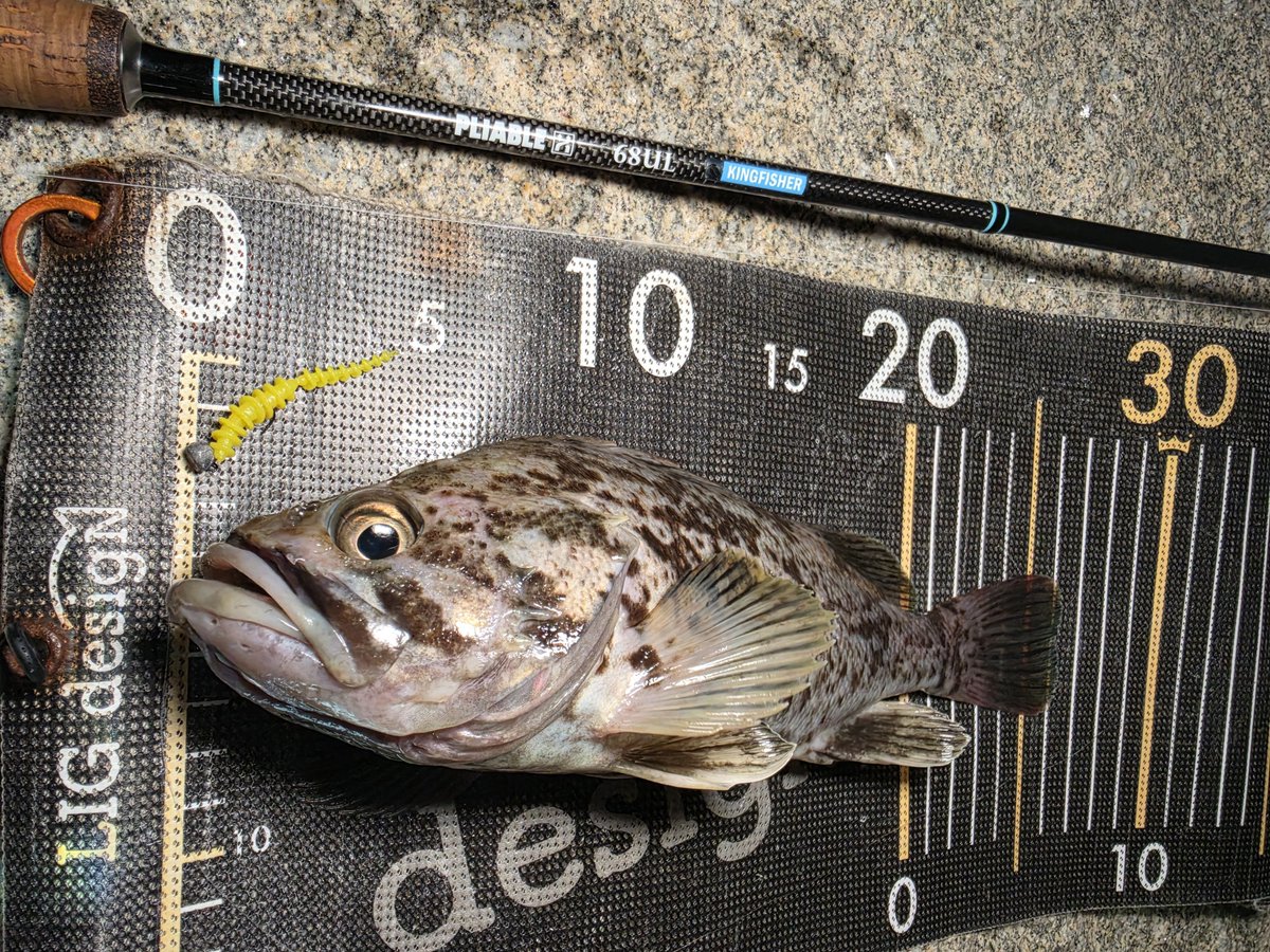 ozaki_garyu's tweet photo. 令和8年9月26日
クロソイ1、メバル6
新発売のリブリーにて!ドシャローに魚入ってるな
なみすけさん、太郎さん、ポン太さんお疲れ様でした
久しぶりの相馬オカッパリ最高!
#PR #リグデザイン #リブリー #リブ系ワームならリブリー #ハリクラフト #ゆるふわヘッド 0.4g #FIDELITY #PLIABLE68 #相馬 https://t.co/NLEcx9t7SP