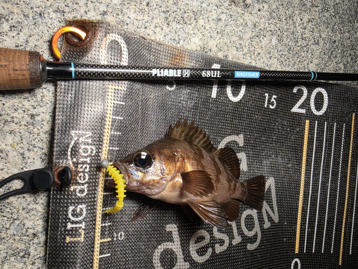 ozaki_garyu's tweet photo. 令和8年9月26日
クロソイ1、メバル6
新発売のリブリーにて!ドシャローに魚入ってるな
なみすけさん、太郎さん、ポン太さんお疲れ様でした
久しぶりの相馬オカッパリ最高!
#PR #リグデザイン #リブリー #リブ系ワームならリブリー #ハリクラフト #ゆるふわヘッド 0.4g #FIDELITY #PLIABLE68 #相馬 https://t.co/NLEcx9t7SP