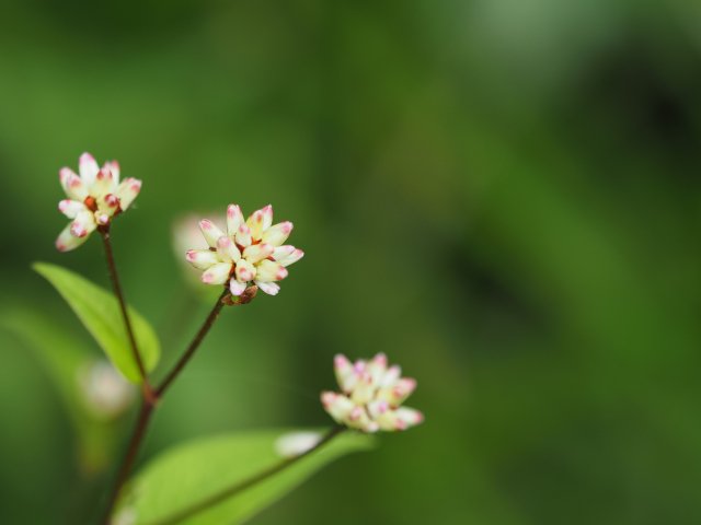 selfgriefcare's tweet photo. おはようございます☀️

今日の花は
「ミゾソバ」🩷

🌿今日この花が
目に留まったあなたへ
「小さな幸せを、見逃さないで。」

特別なことがなくても
うれしいことは意外と
すぐそばにある✨

「よかった」をひとつ見つけて😊

今日も穏やかな一日を✨

#今日の花 #花占い 
#TLを花でいっぱいにしよう https://t.co/KEWrjIGu0j