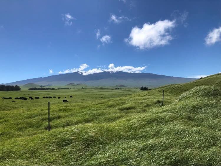 joe_ironman's tweet photo. Scruffy tells me that the power has been out since 9a while I was up on the Ranch enjoying the sunshine and wind....
#hawaii #bigisland
#xoskinusa
#hawaiiultra #teamfireball
Noxgear lighted vests for you and your pets! https://t.co/gMUYlIrtug https://t.co/P9gBHjoBR5