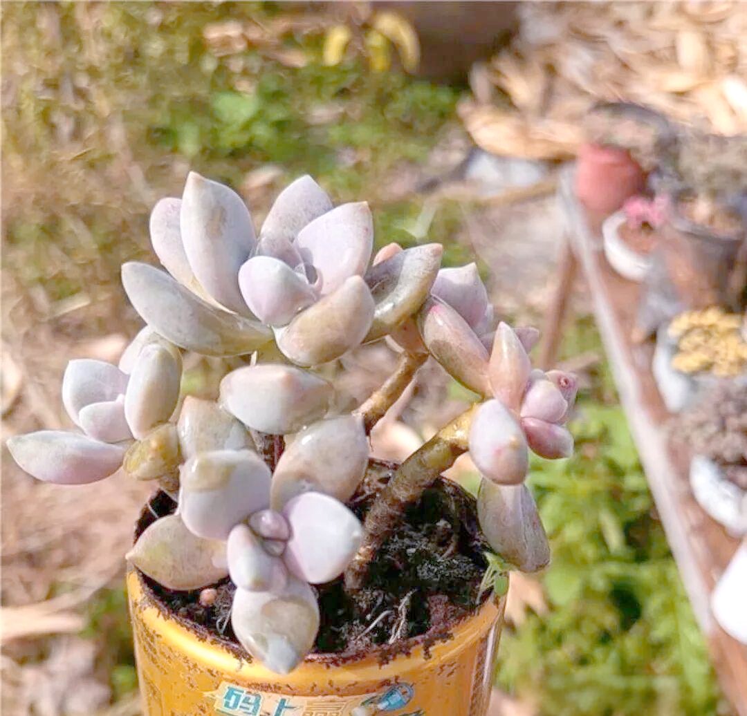 TeddySamiegodu's tweet photo. Transformé latas de aluminio en macetas de plantas decorativas, reciclar nunca fue tan lindo! #ReciclajeCreativo https://t.co/66T9pknu64
