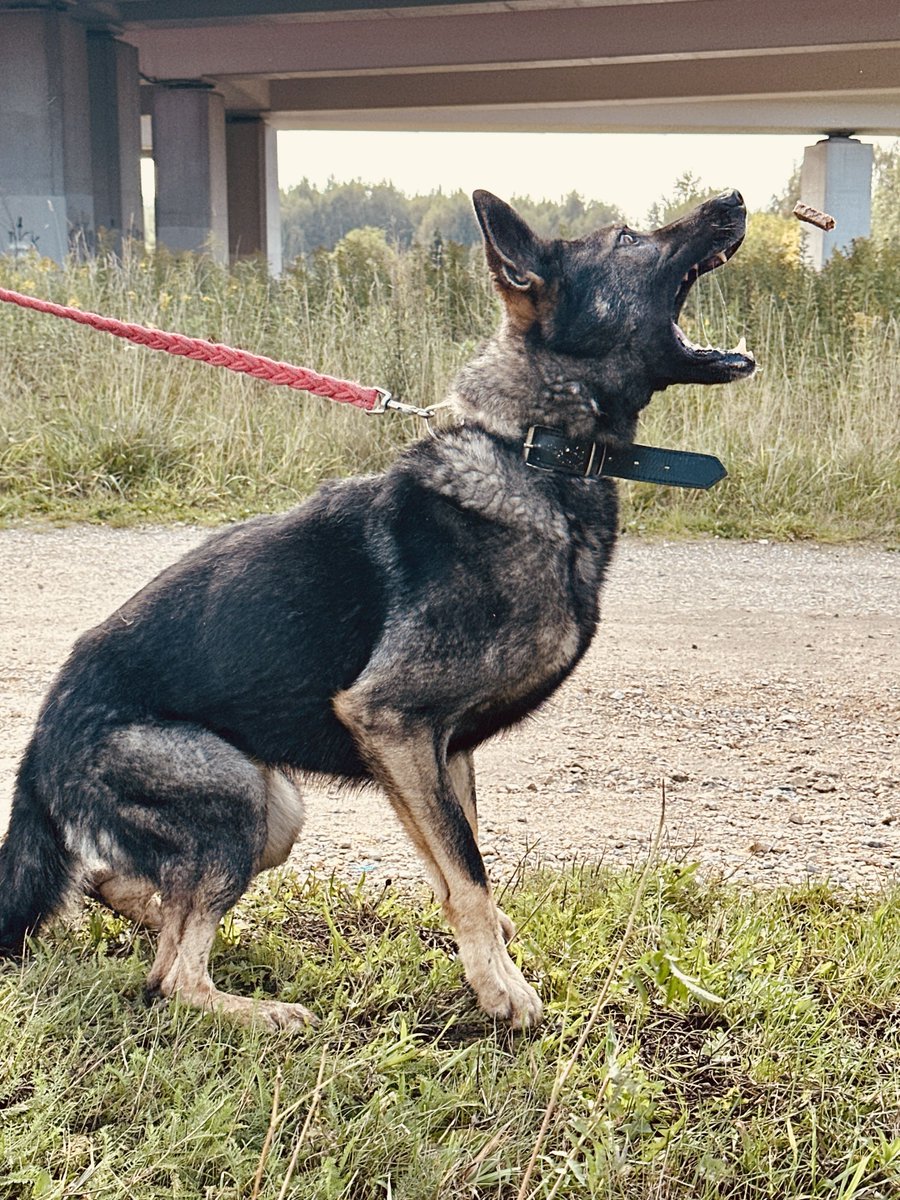 cryptorrocus's tweet photo. Meet Balto & Rambo. Two large dogs with completely opposite temperaments.
@clickdeepreals @nodlenetwork
#clickdeepreals #animals #contest #keepitreal
https://t.co/jAfRC40ucg
https://t.co/Gfh2wipzop
🧵7⃣👇 https://t.co/LgmzEcGizJ