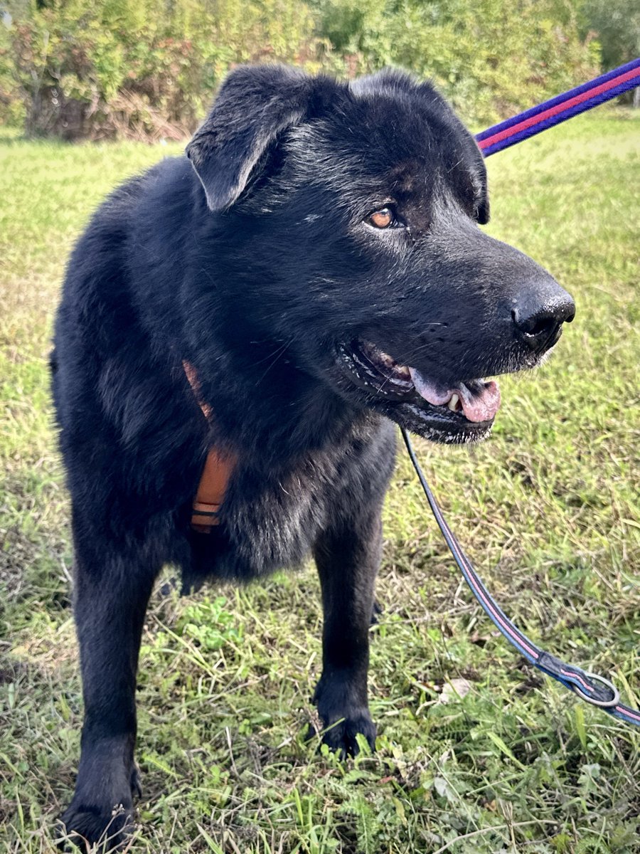 cryptorrocus's tweet photo. Meet Balto & Rambo. Two large dogs with completely opposite temperaments.
@clickdeepreals @nodlenetwork
#clickdeepreals #animals #contest #keepitreal
https://t.co/jAfRC40ucg
https://t.co/Gfh2wipzop
🧵7⃣👇 https://t.co/LgmzEcGizJ