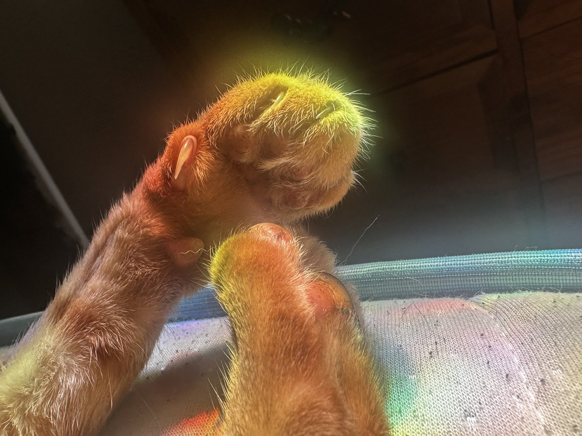 HazelEyes_1998's tweet photo. My sweet baby Vladymir 🧡 https://t.co/cGGydyYX5m