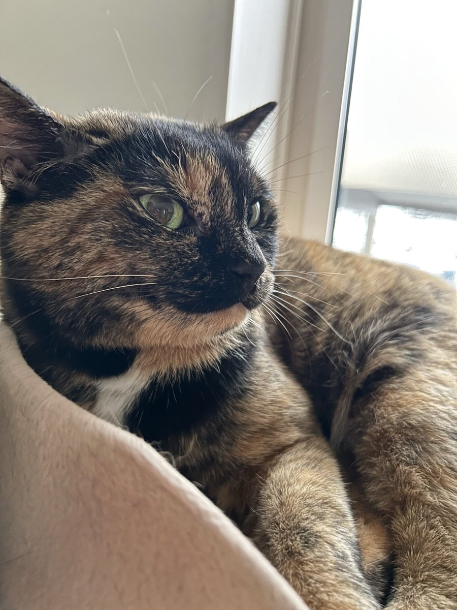 P_caroto's tweet photo. いっちゃった
#サビ猫 https://t.co/UsArEhbkq2