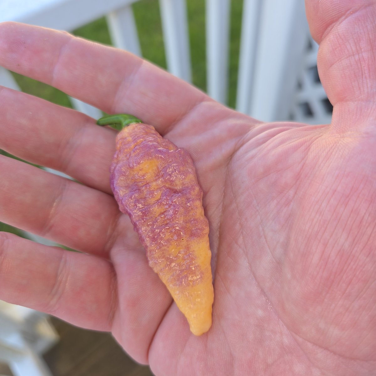jdizzlewv's tweet photo. Figured it out these are 7 pot bubblegum dream peppers! They are camouflaged against my skintone i think they were made from my DNA haha! https://t.co/PKZrgNCugF