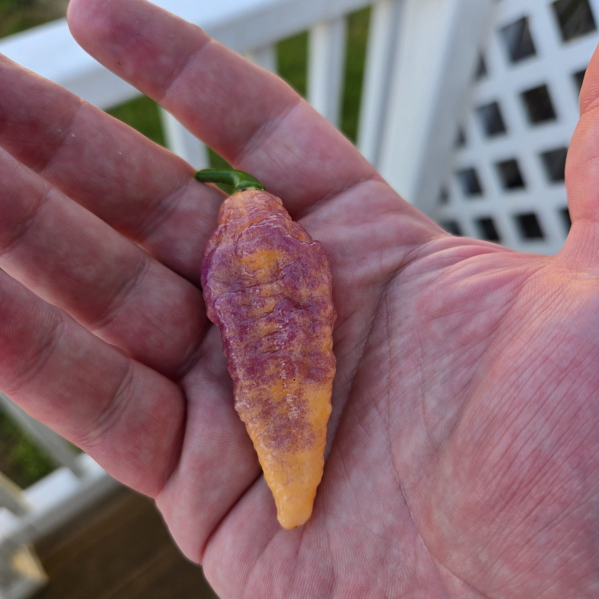 jdizzlewv's tweet photo. Figured it out these are 7 pot bubblegum dream peppers! They are camouflaged against my skintone i think they were made from my DNA haha! https://t.co/PKZrgNCugF