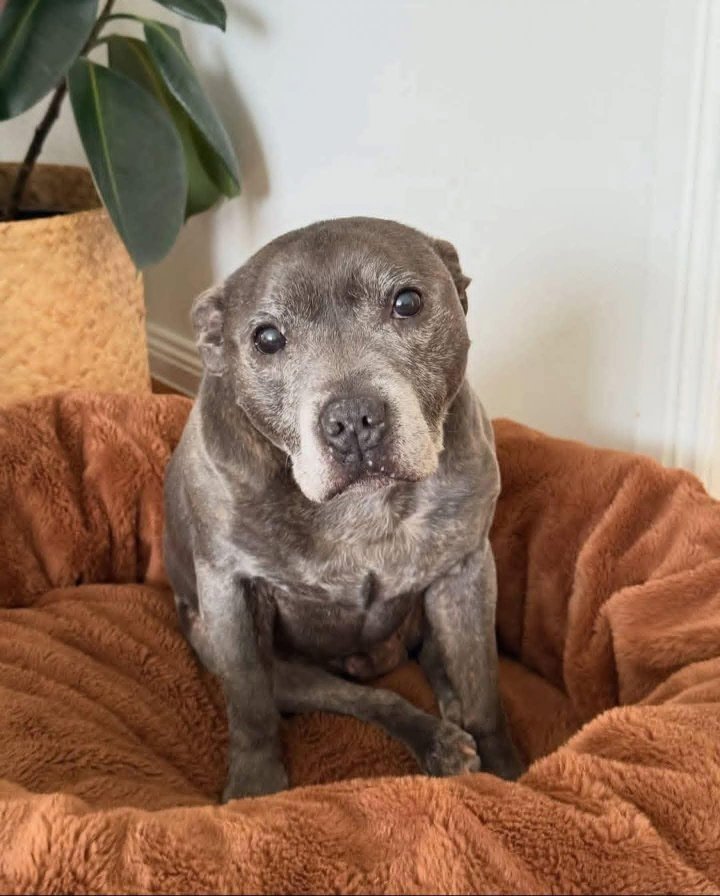 Sabiha1278's tweet photo. It’s my birthday! My name is Oscar and I’m 19 today 🎉🎂🎁

Donation support link in Bio https://t.co/cPMJadxeWj