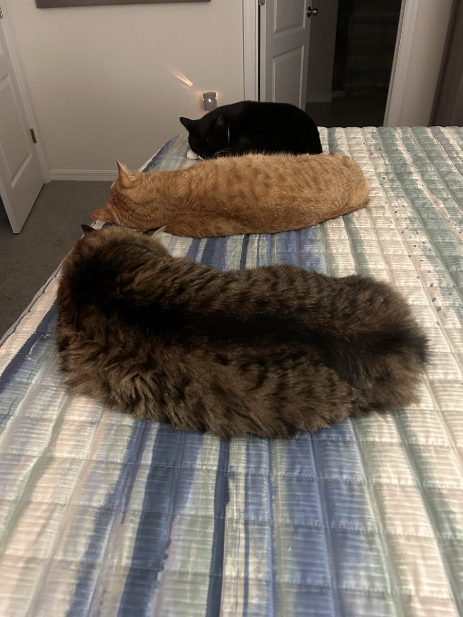 mariaecapo's tweet photo. Cats in a row. Thats all! https://t.co/xdoof5KeRt
