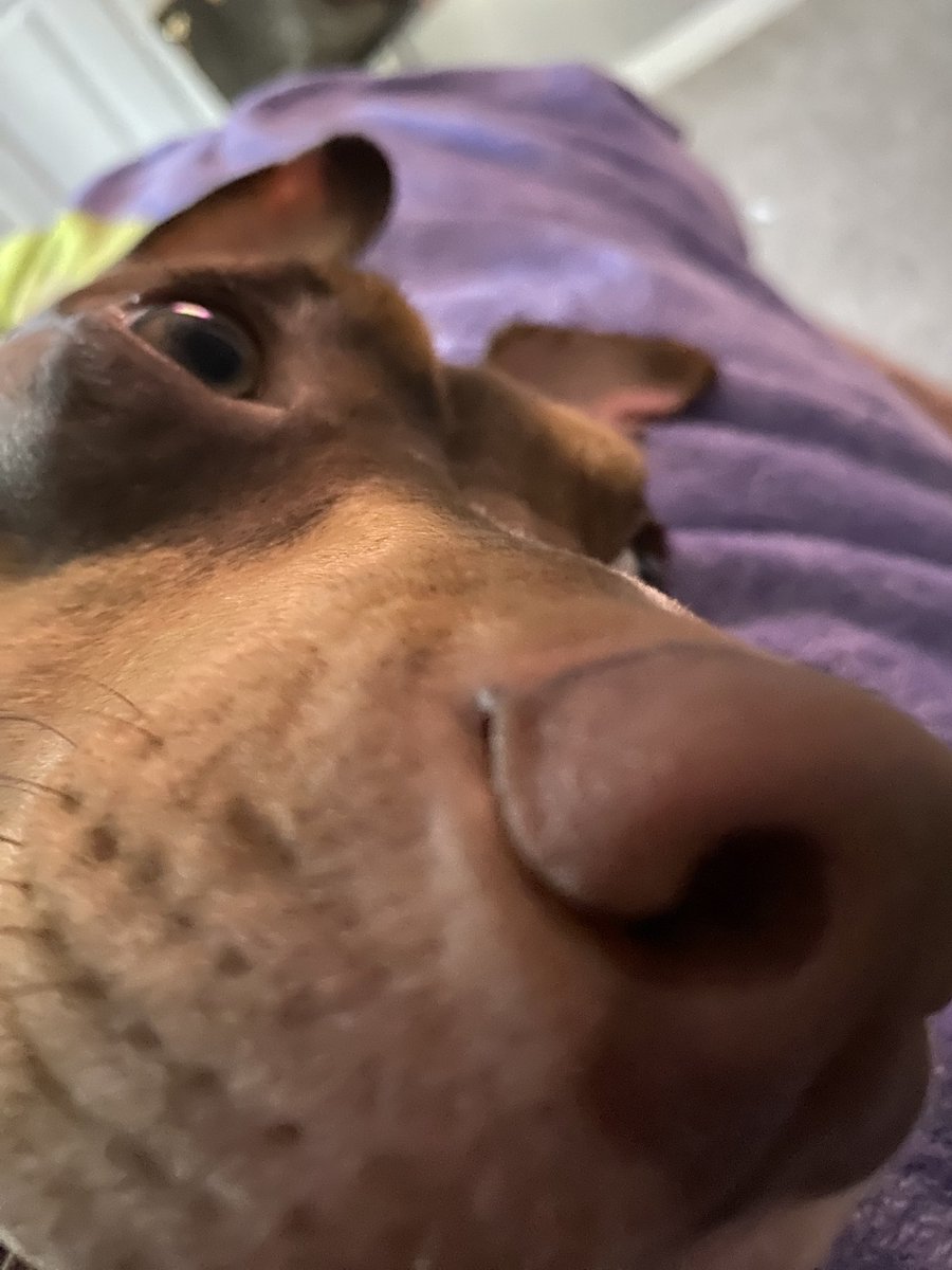 dreamwoven_'s tweet photo. dumbass dog i have. say hi to her guys. https://t.co/IuYMkYqHVs