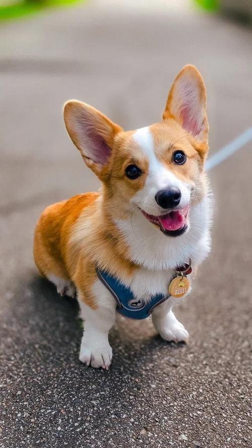 IracemaRealtor's tweet photo. Pet owners take about 400 photos of their pets a year—roughly 13,200 over a dog’s lifetime—and 35% have more pet photos than pictures of humans. https://t.co/OcuSMMIh7E https://t.co/XFwflpgjuU