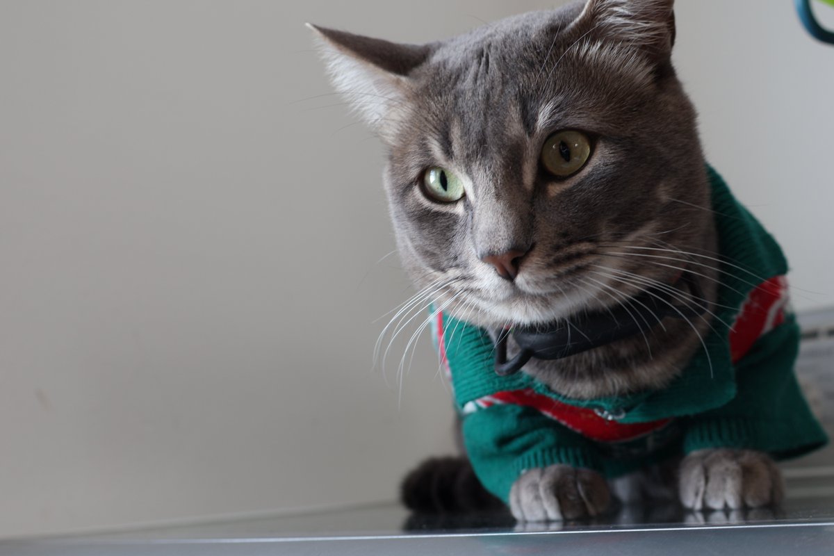 naxuid's tweet photo. El señor grays cuando esta en modo elegante  #gato https://t.co/vrM1ME5pgU