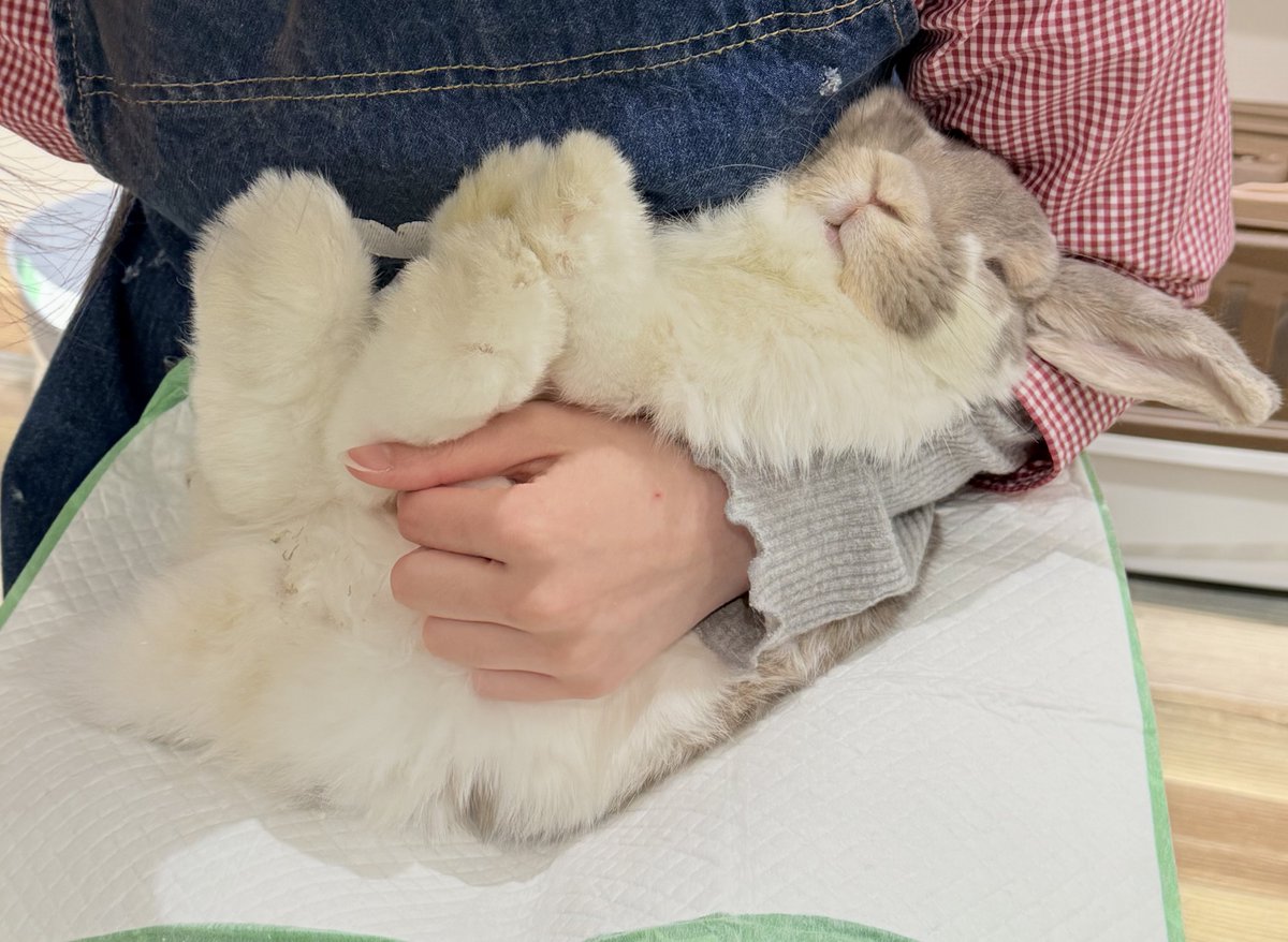 mimi20220811's tweet photo. グルーミングでねんねするミミちゃん https://t.co/9juoFp9kEi