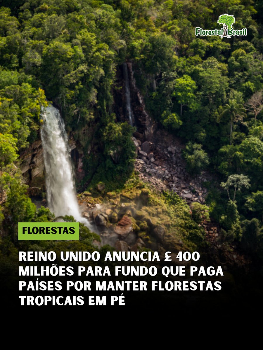 florestalbrasil's tweet photo. O Reino Unido formalizou um investimento de £ 400 milhões, cerca de US$ 540 milhões, no Fundo Florestas Tropicais para Sempre (TFFF), mecanismo criado para financiar países que conservam e restauram suas florestas tropicais.

Com o novo compromisso, os aportes anunciados para o fundo chegam a aproximadamente US$ 7,3 bilhões. Brasil, Indonésia, Noruega, Alemanha, França e Luxemburgo também anunciaram investimentos, além de organizações filantrópicas e ambientais.

O TFFF foi lançado formalmente durante a COP30, em Belém, e pretende criar um sistema permanente de pagamentos baseado em resultados. A proposta é estabelecer uma fonte previsível de recursos para países que mantenham suas florestas conservadas, utilizando capital público também para mobilizar investimentos privados.

Um dos principais componentes do mecanismo determina que pelo menos 20% dos pagamentos sejam destinados diretamente a povos indígenas e comunidades locais.

Atualmente, a iniciativa conta com o apoio de 66 países e da União Europeia, que juntos concentram cerca de 90% das florestas tropicais e subtropicais do planeta.

A meta é alcançar pelo menos US$ 10 bilhões em compromissos iniciais até o final de 2026.

Durante a Semana do Clima de Nova York, o Brasil também defendeu a ampliação do financiamento para adaptação climática, restauração florestal e combate ao desmatamento, além da criação de um protocolo internacional específico para fortalecer a cooperação contra crimes ambientais.

A proposta do TFFF busca enfrentar um dos principais desafios da conservação: transformar a manutenção da floresta em pé em uma atividade economicamente valorizada e capaz de competir com usos da terra que promovem sua conversão.

Fonte: Ministério do Meio Ambiente e Mudança do Clima (MMA).

#florestas #amazônia #conservação #financiamentoclimático #tfff