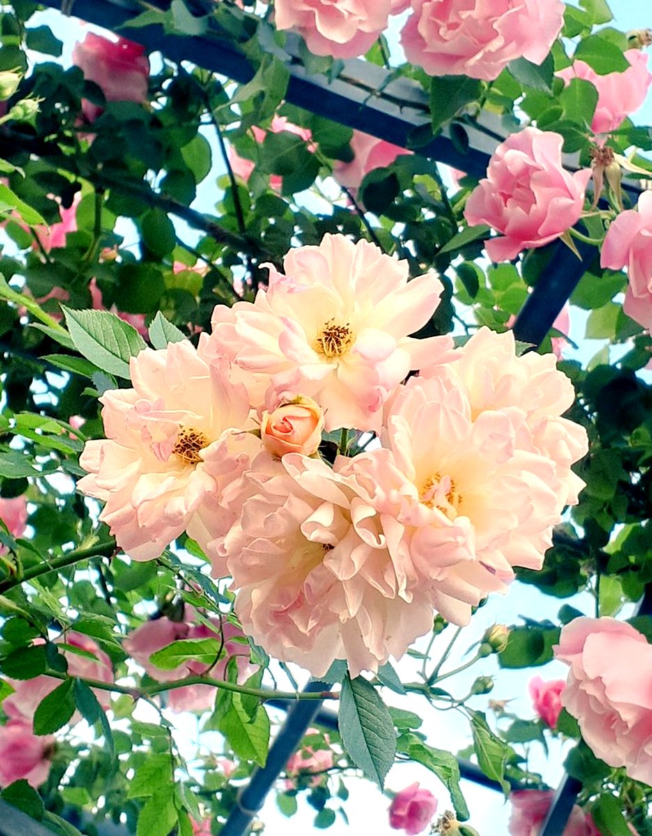 tantantoharu's tweet photo. お花を見ると
にっこりなるよ🍀 https://t.co/zHoUTRjEbs