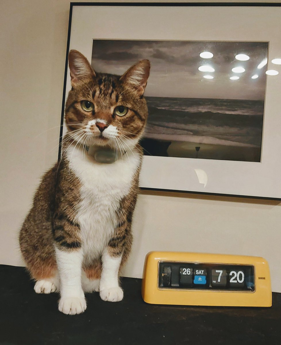 mesodragon's tweet photo. 皆様週末はゆっくりできたかにゃ？月曜日今週も応援するにゃ～ん⭐　#猫可愛い　#猫がいる幸せ　#どらちゃん https://t.co/8KAGhm8P8e