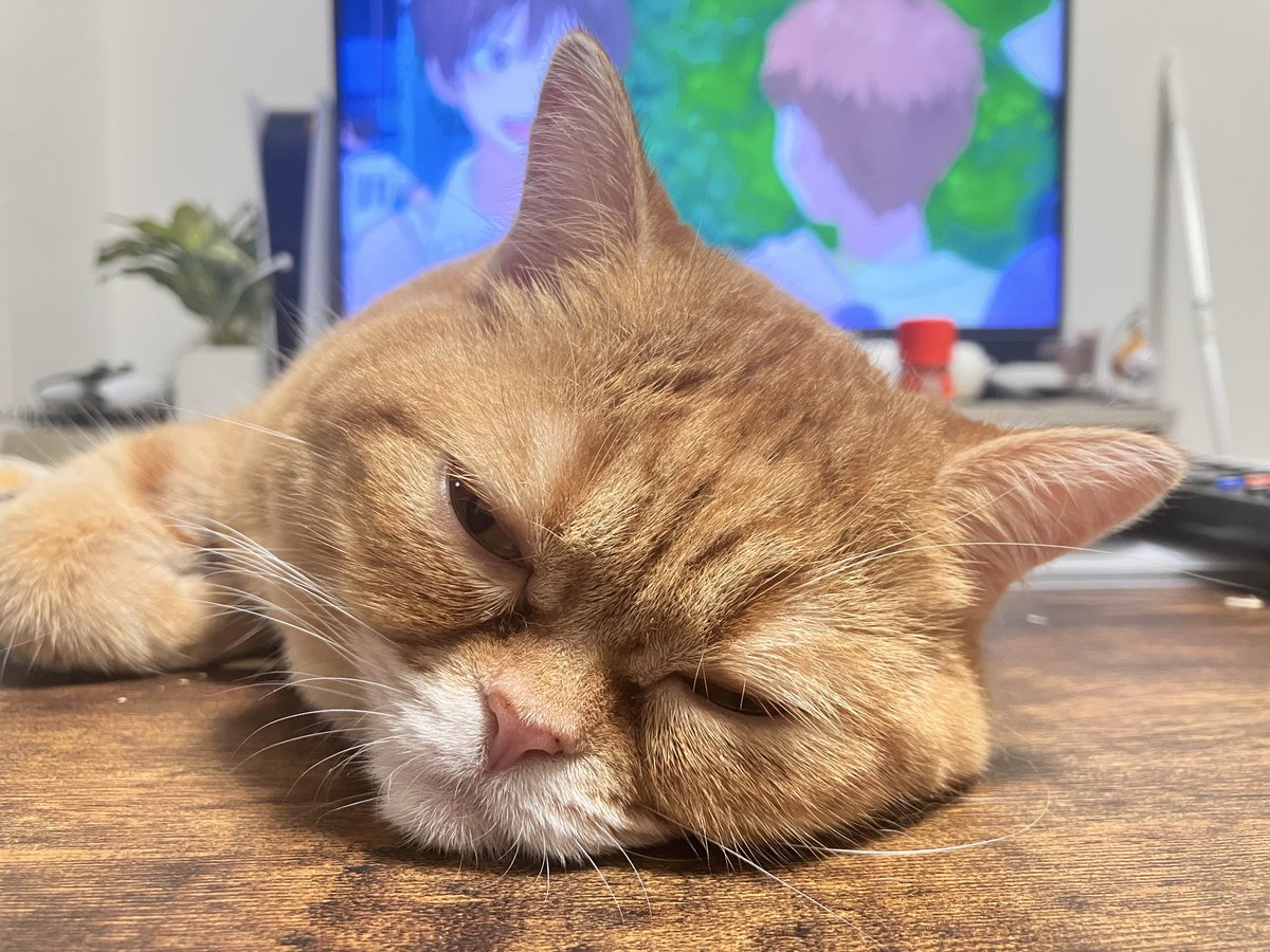 FUGIMARUde's tweet photo. テレビみてるとこうなる
#マンチカン
#猫のいる暮らし https://t.co/KScvy9wEho