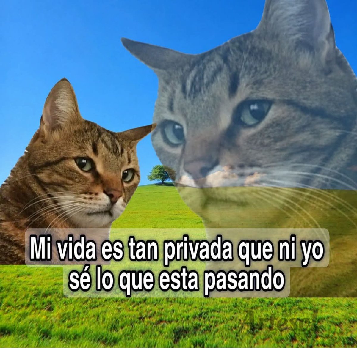 Animalesaprieto's tweet photo. https://t.co/ZNIcQZ5ttv