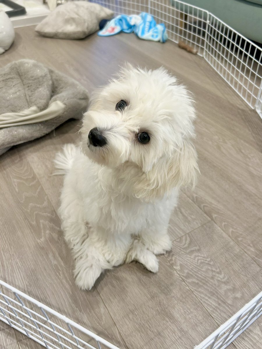0pirune's tweet photo. 音を聞く犬 https://t.co/FJ8Ozr8EOW