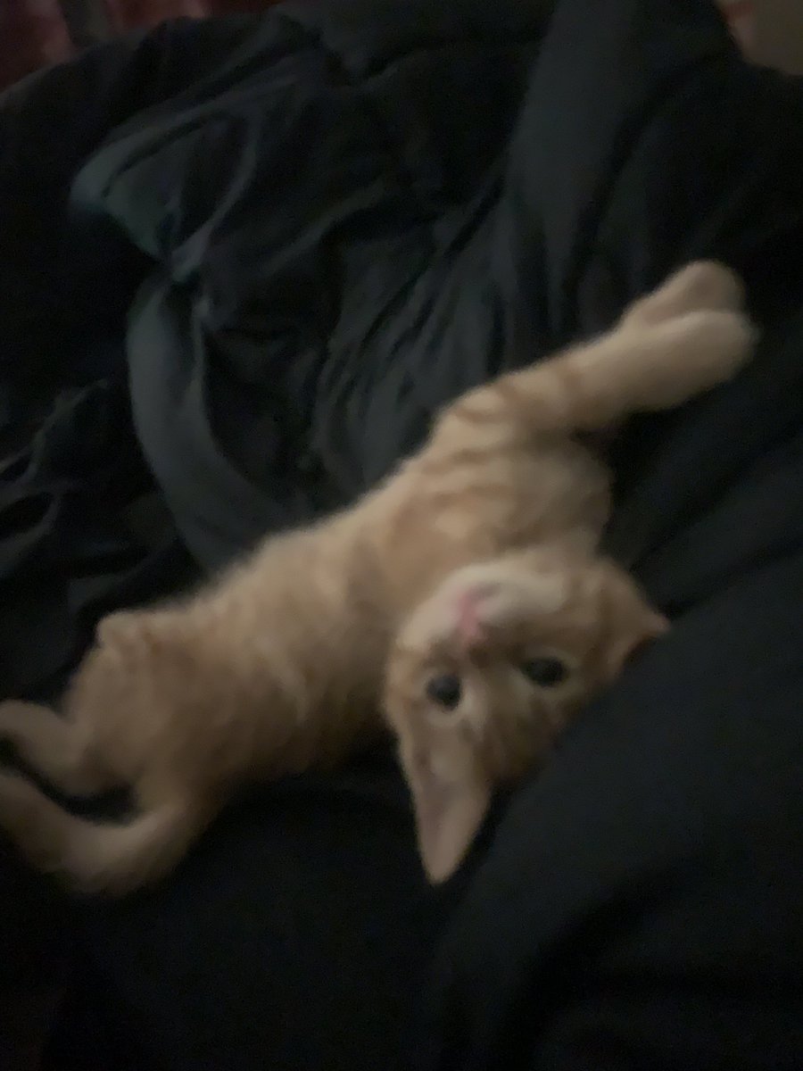 ZanjoVT's tweet photo. @trashysage I got two of them https://t.co/6cqs5nMf35