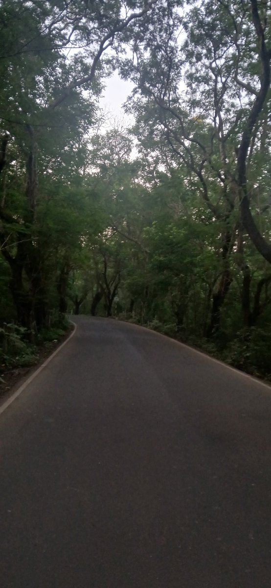 dayalprime's tweet photo. Morning route hits different surrounded by this green canopy. 🌲✨ Who wants to join? Let’s go, X Fam! 🚴‍♂️ https://t.co/jR8MyLeoIx