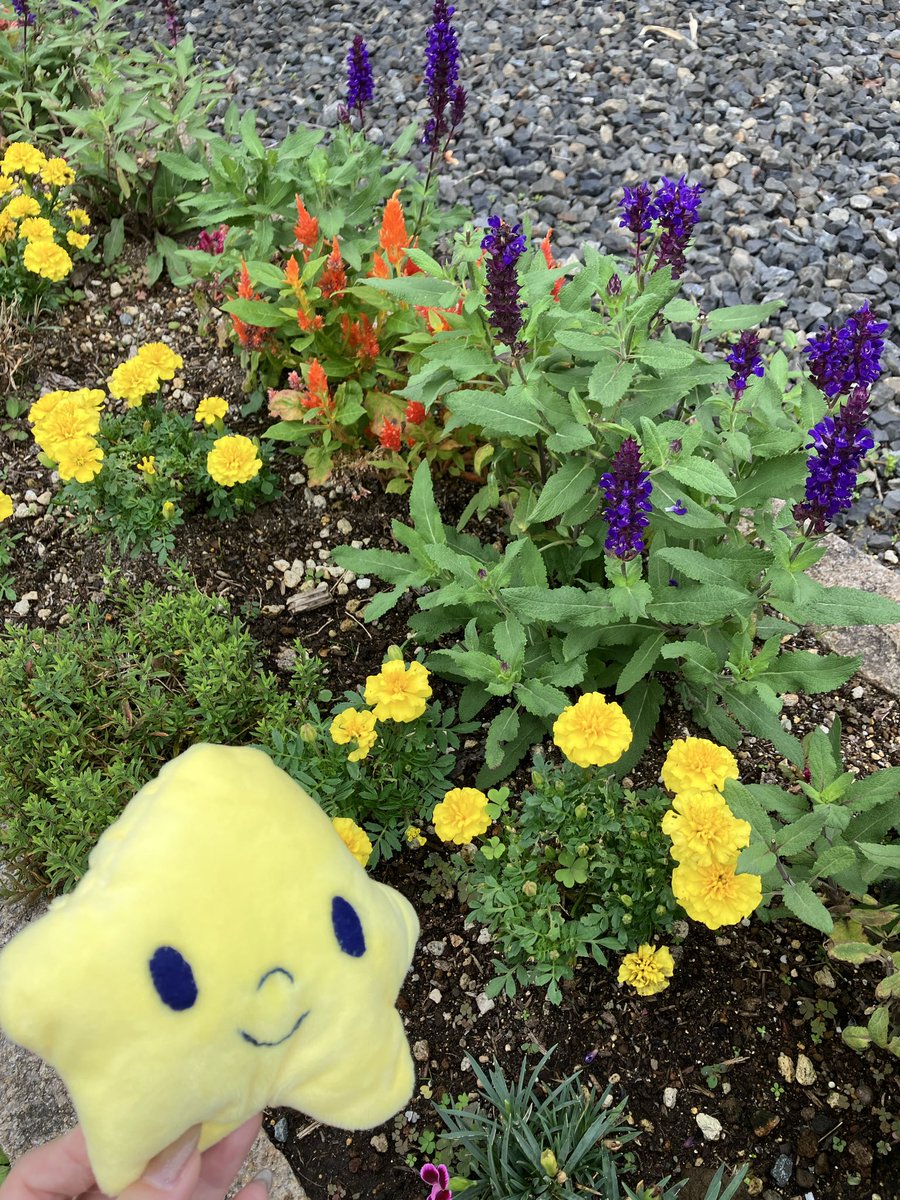 gingafoods's tweet photo. おはようございます、ウインナちゃんです😌
本日はあいにくの曇り空ですが、社内の花壇では今日も元気にお花たちが咲いています。
どんよりとしたお天気も吹き飛ばせそうな���でお裾分け🌱
今週も一週間頑張りましょうね🌟
#企業公式が毎朝地元の天気を言い合う 
#銀河フーズ 
#岩手
#花巻 https://t.co/ZzPNAij6Tf