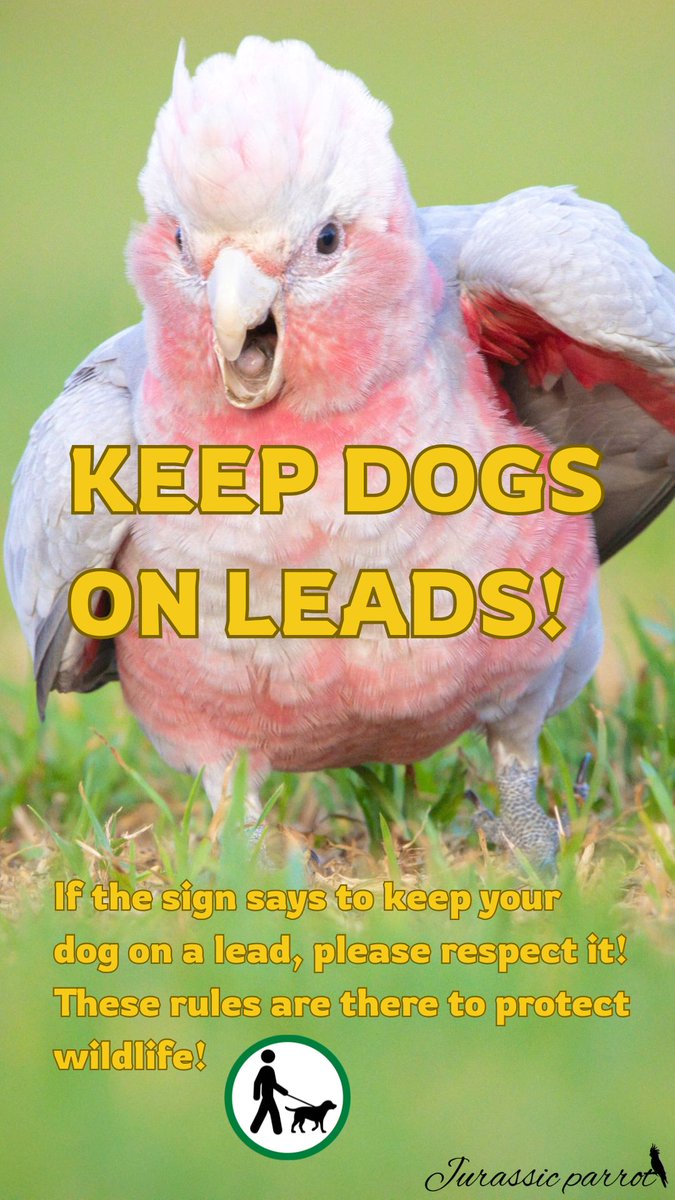 jurassic_parrot's tweet photo. Way too many people disregard DOGS-ON-LEASH signs. They’re there for a reason and must be followed.

We’re seeing more juvenile birds out and about, and many cannot fly yet or are still learning to fly. Please give them the opportunity to grow up safely!

Please share and help me raise awareness😊