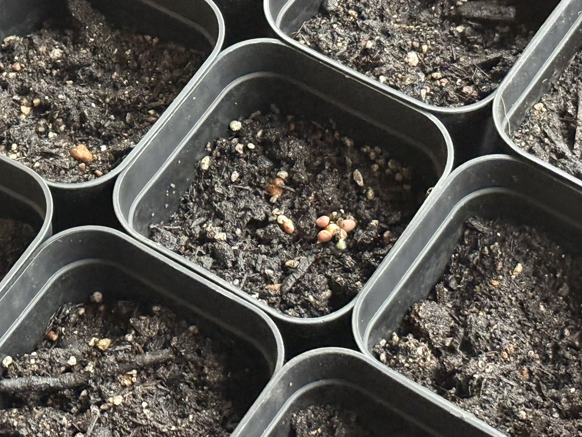 Iwai's tweet photo. ダイソーのおでん大根の種、2日で芽吹いてビックリ🌱 https://t.co/TSmjetuOzG