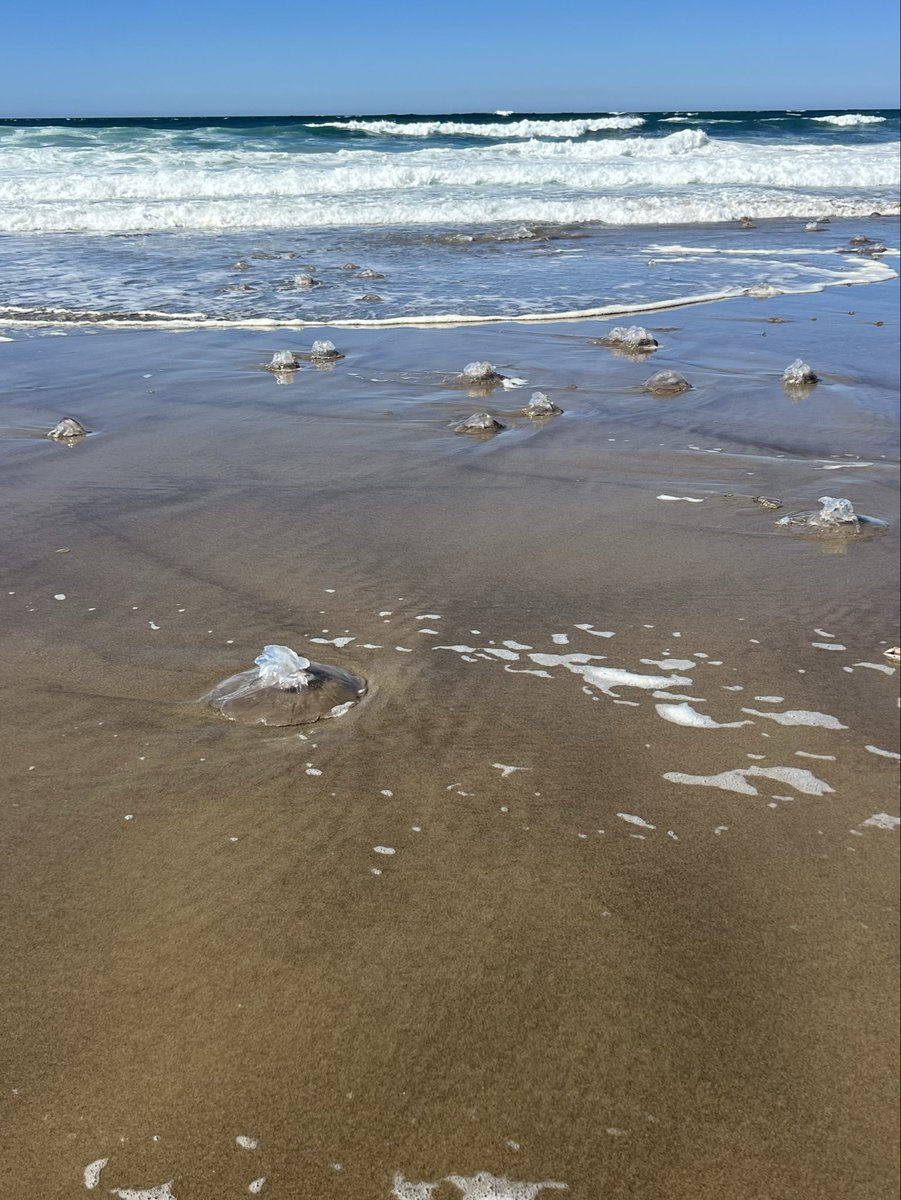 HLovesNature's tweet photo. Not sure if mass stranding is an  appropriate way to describe this, but as far as I could see on the beach today there were tons of huge jellyfish beached. https://t.co/ybgPcOftpp