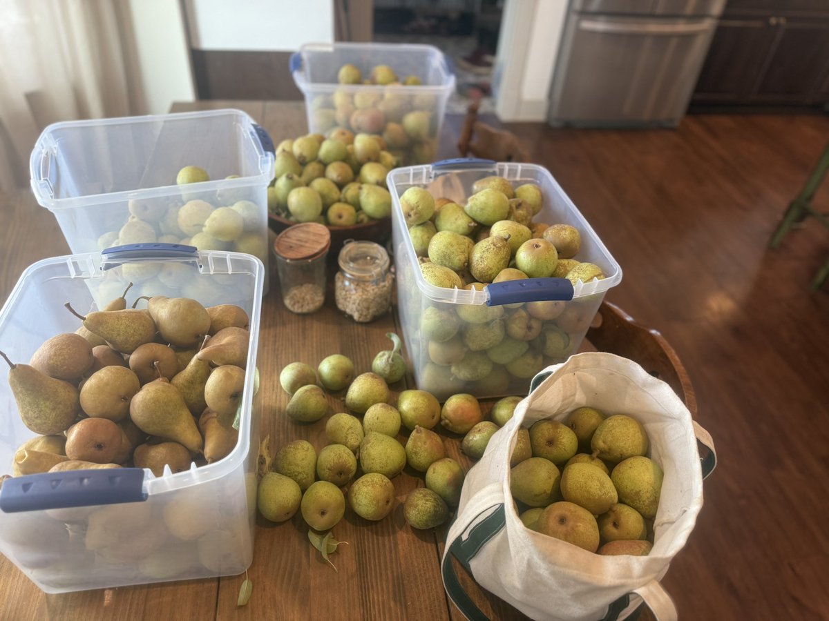 OwenBenjamin's tweet photo. The more you pick the more it grows. It’s completely counter intuitive to the modern scarcity model. But if you don’t pick beans they stop growing. The more fruit you pick the healthier the tree. The seeds fall from everything and just more grows and grows.

The idea of man being a plague on the earth is completely inverted. We actually make everything more fertile the more we cultivate and grow. It’s one reason why rural agrarians can appear low ambition or “simple.” It’s because there really isn’t anything to worry about. The more you take the more you receive. It’s mind blowing.