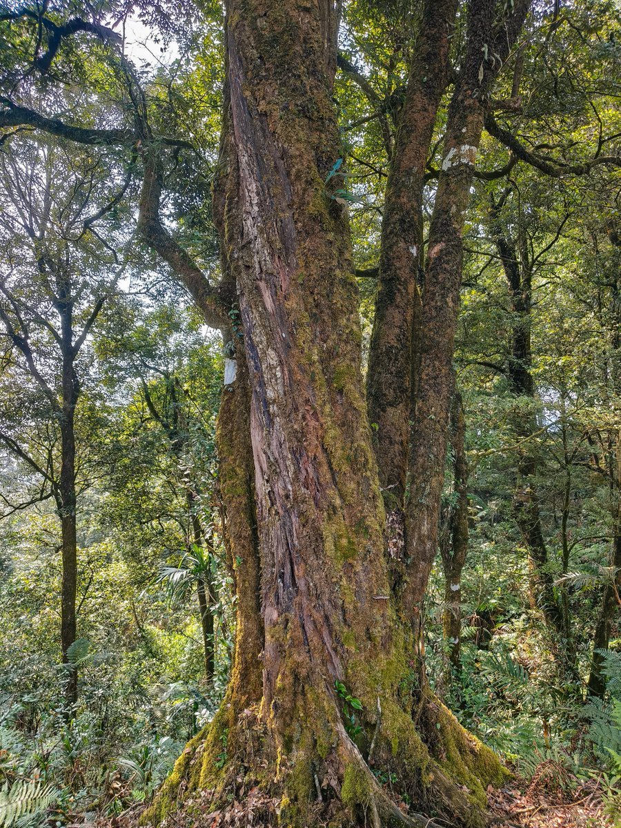 Threshold_99's tweet photo. Setor foto pohon. 

🌳 https://t.co/XY6cUcmXaD