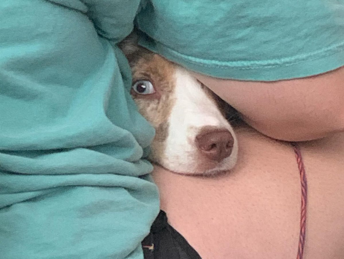 AlphonsoSamj's tweet photo. Milas is feeling extremely goofy. https://t.co/zz51UPMA18