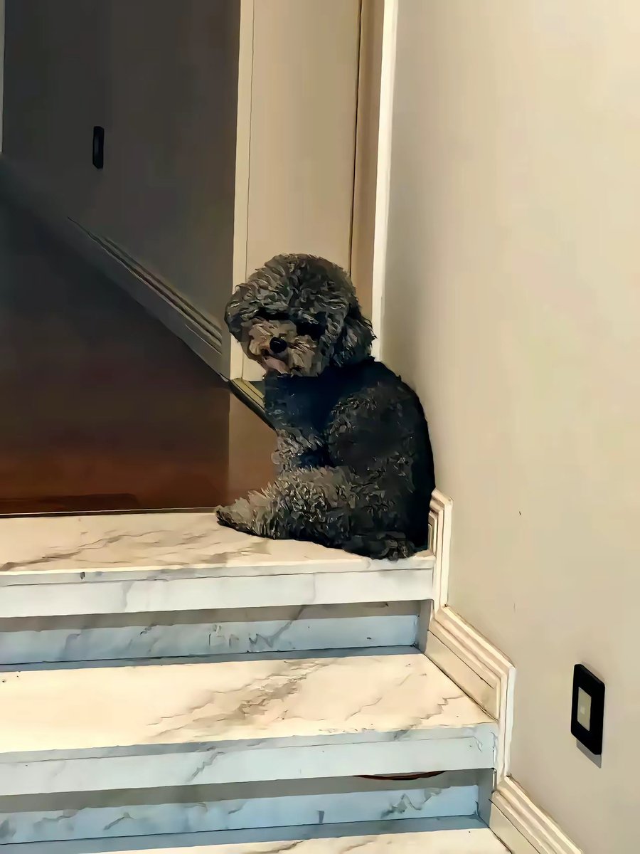 DianCintra's tweet photo. Mi perro me espera todos los días con una cola que no para de moverse, y su solo ladrido hace que cualquier día difícil se vuelva genial.  #AmoAMascotas， https://t.co/NrSPGdcfVz