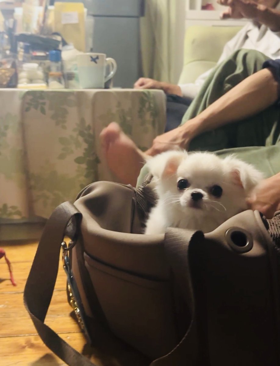 iskw_pets's tweet photo. 初めての実家にちょっとドキドキ https://t.co/Gqf7tth9jc