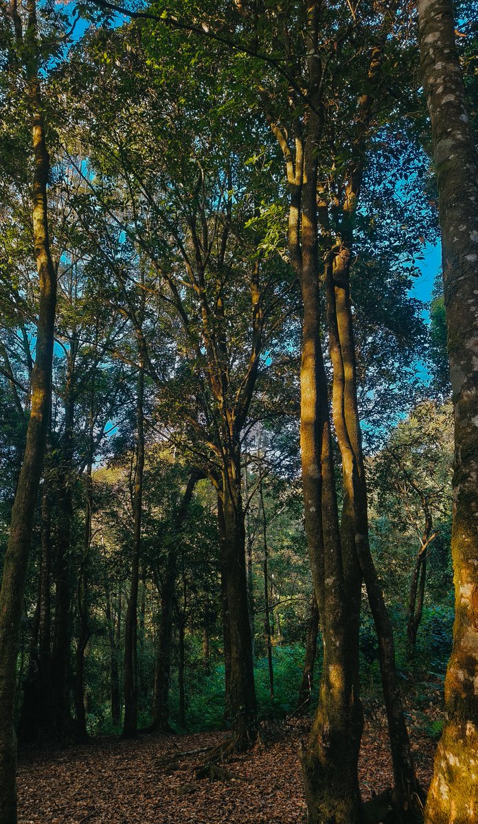 Threshold_99's tweet photo. Setor foto pohon. 

🌳 https://t.co/XY6cUcmXaD